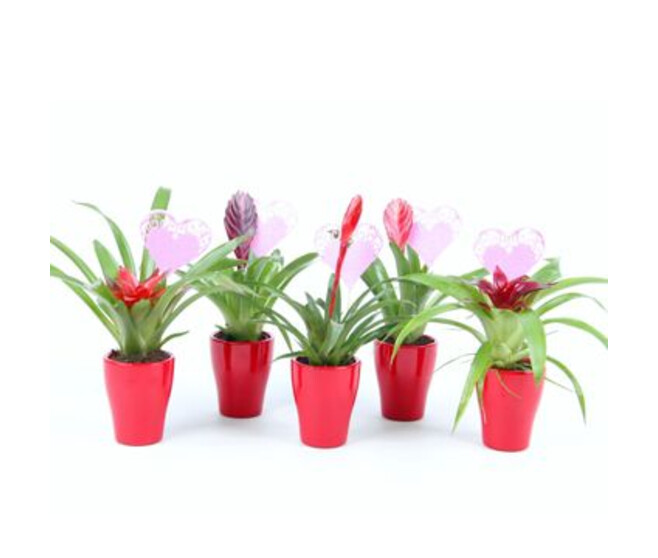 BROMELIACEE CERAM ROUGE