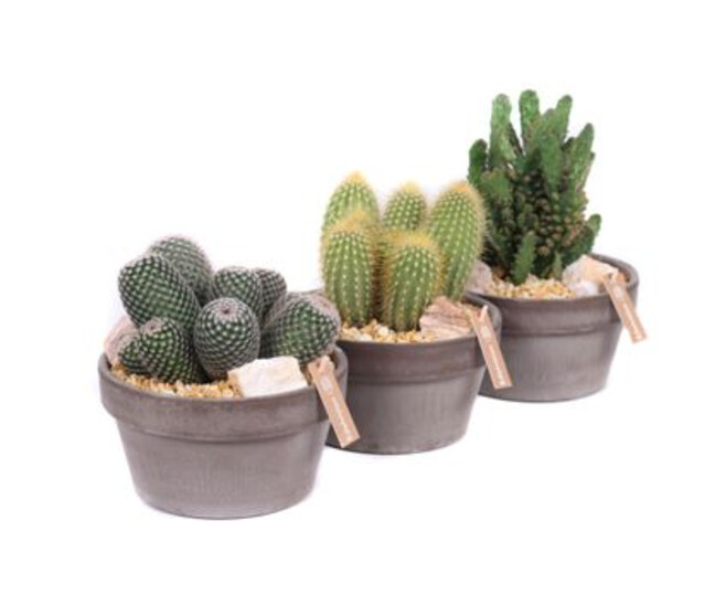 CACTUS VARIE COUPE TERRE