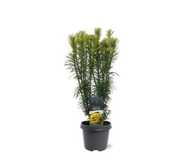 CEPHALOTAXUS HARRINGTONIA