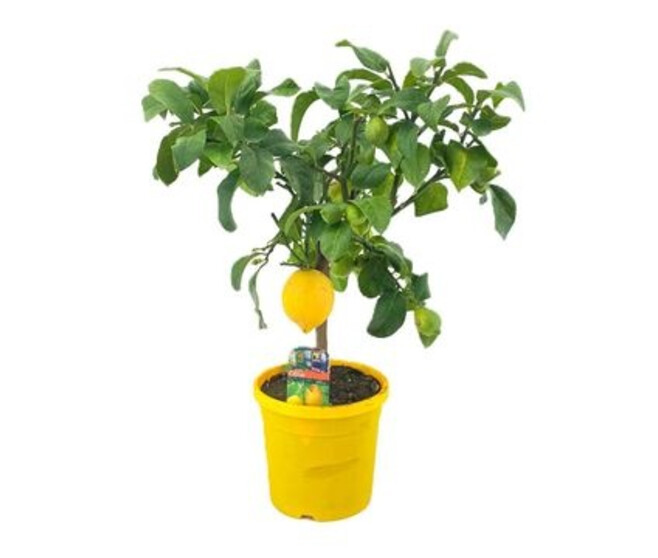 CITRONNIER TIGE P JAUNE