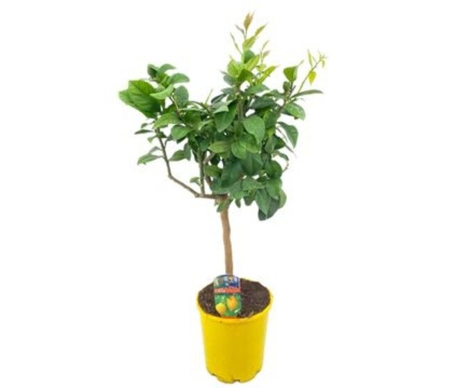 CITRONNIER TIGE P JAUNE