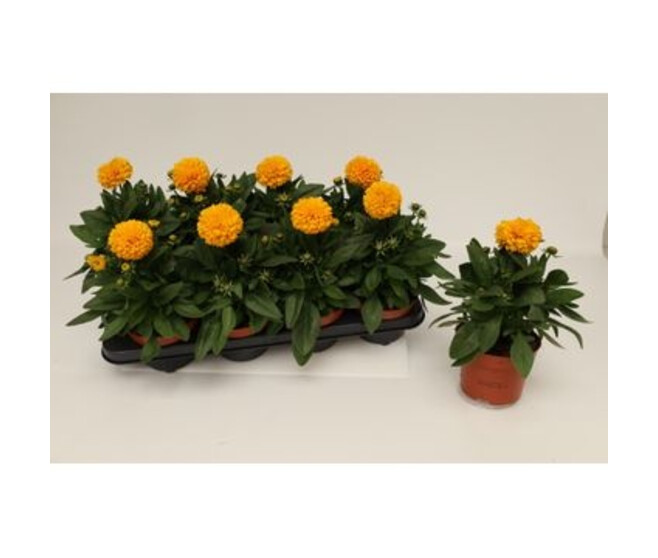 COREOPSIS FL DBLE GOLDEN