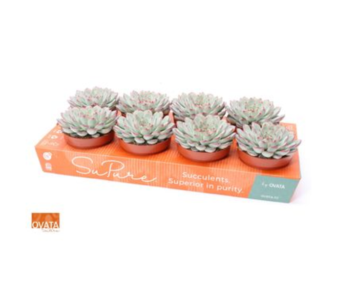 ECHEVERIA PULIDONIS
