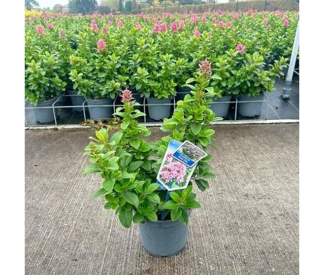ESCALLONIA PINK ELLEN