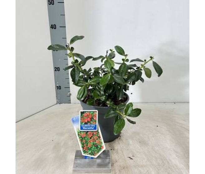 ESCALLONIA RUBRA VARIE