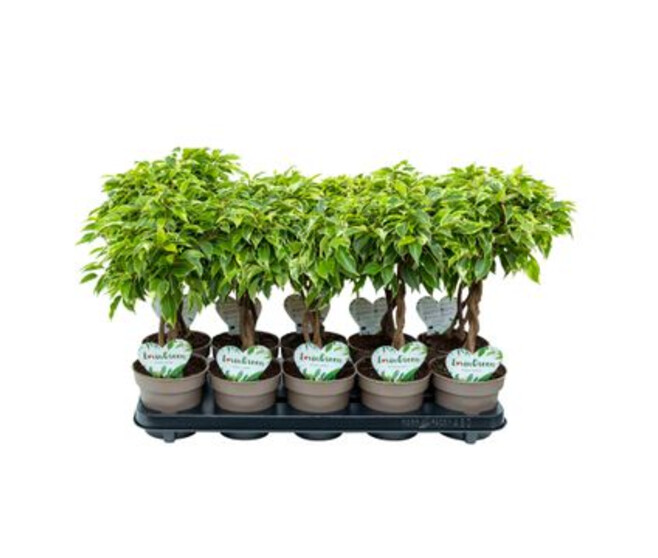 FICUS BUSHY KING TRESSE
