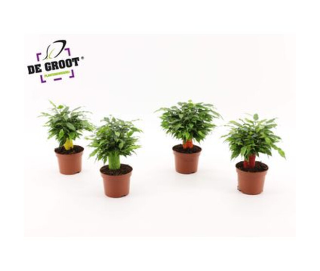 FICUS GREEN KINKY TIGE JUTE