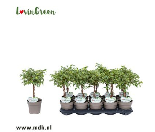 FICUS NINA TRESSE