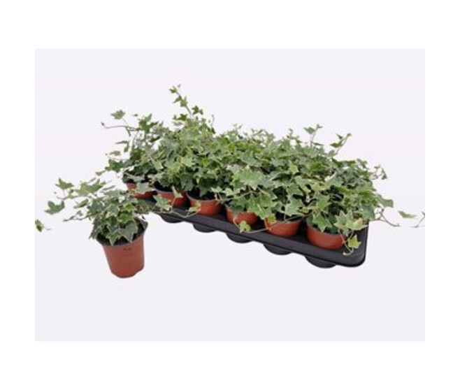 HEDERA ESTHER