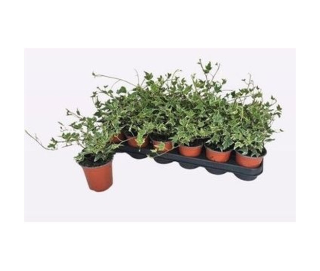 HEDERA ESTHER