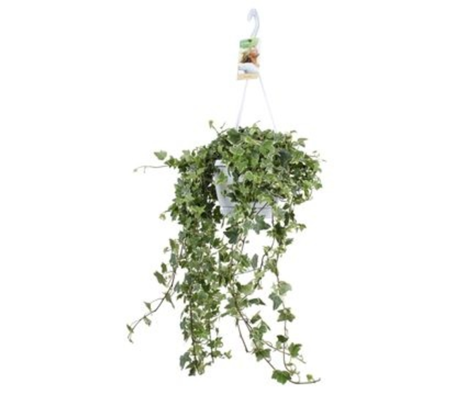 HEDERA EVA