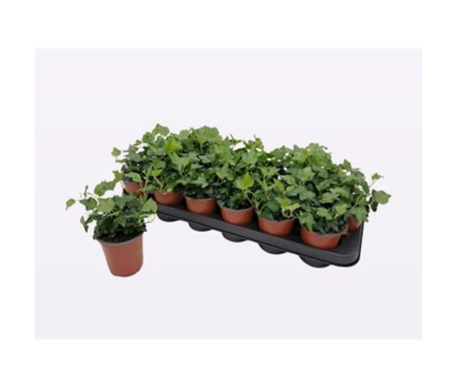 HEDERA WONDER