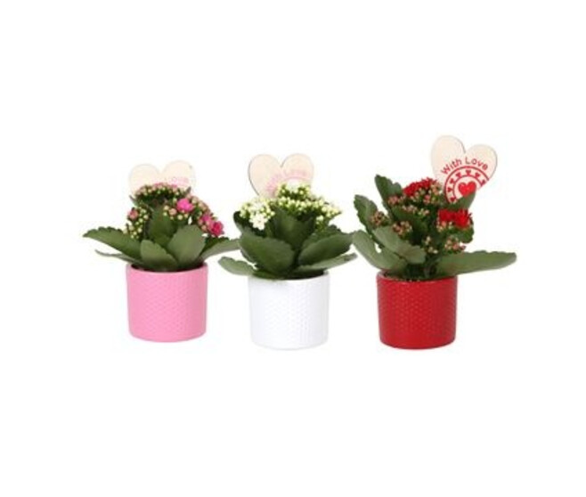 KALANCHOE FL DBLE CERAM