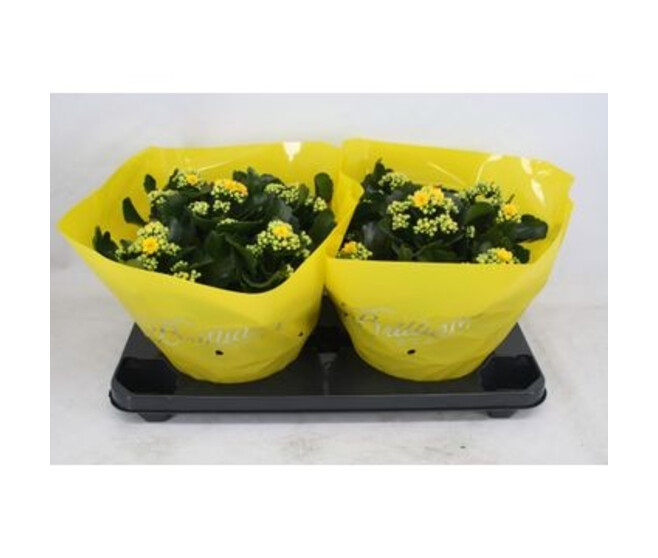 KALANCHOE FL DBLE JAUNE COUPE