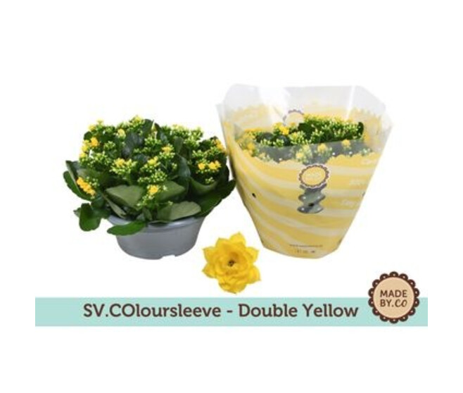 KALANCHOE FL DBLE JAUNE COUPE