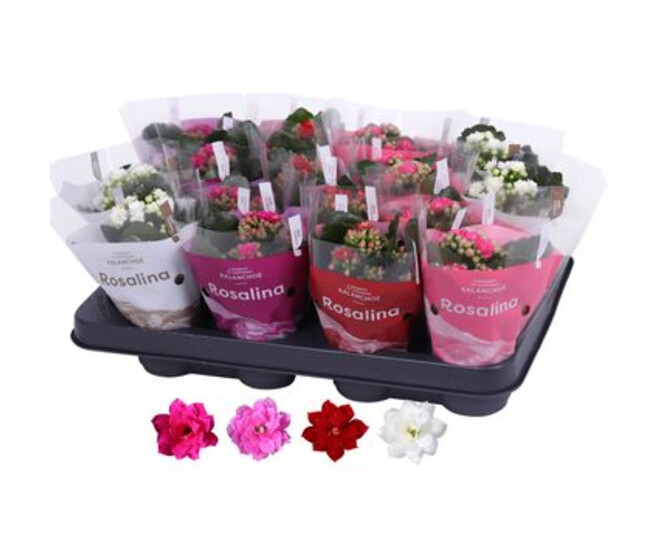 KALANCHOE FL DBLE VARIE