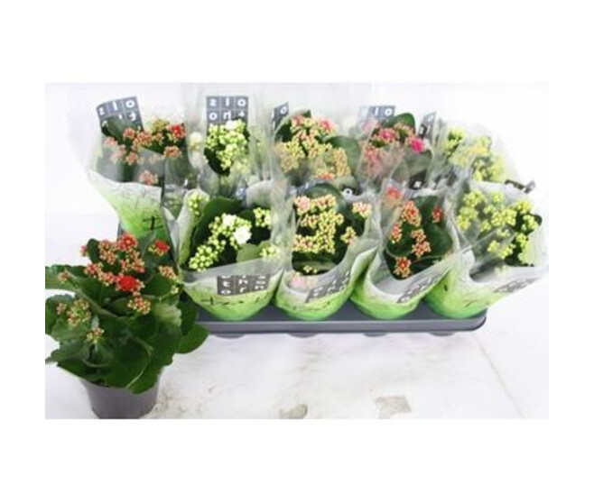 KALANCHOE FL DBLE VARIE
