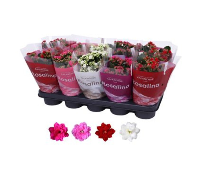 KALANCHOE FL DBLE VARIE