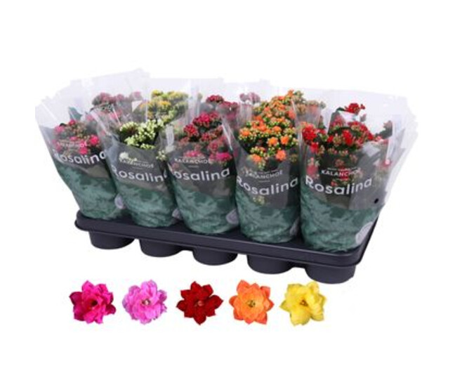 KALANCHOE FL DBLE VARIE