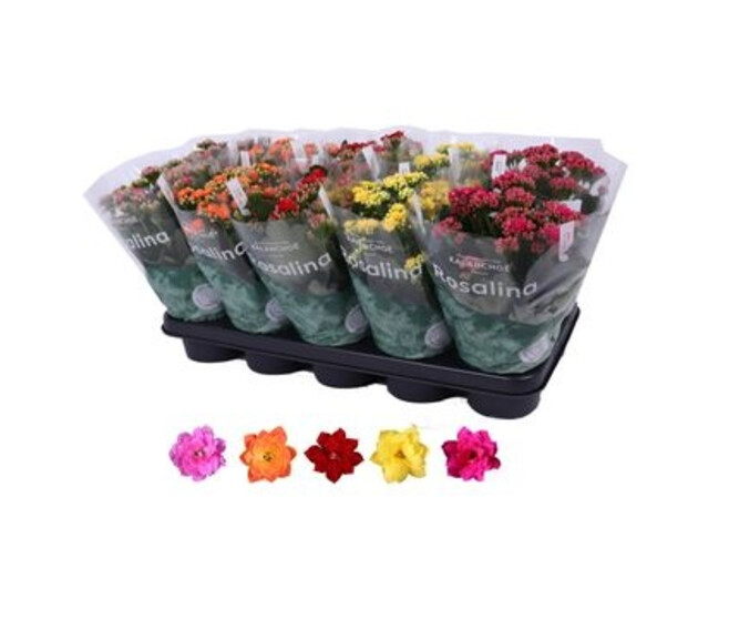 KALANCHOE FL DBLE VARIE