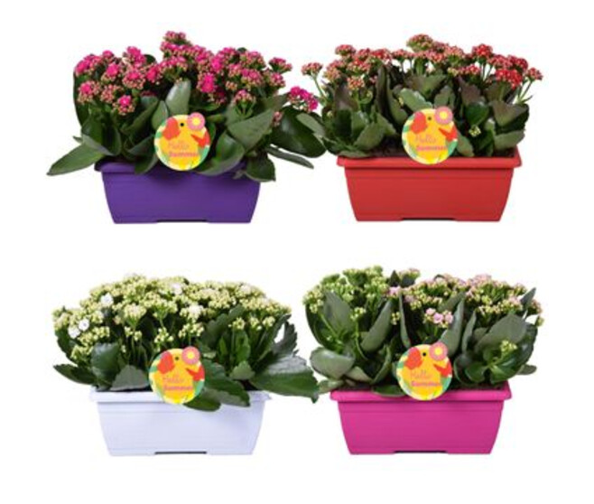 KALANCHOE FL DBLE VARIE JARD