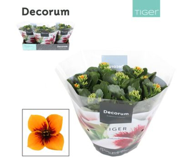 KALANCHOE TIGER ORANGE COUPE
