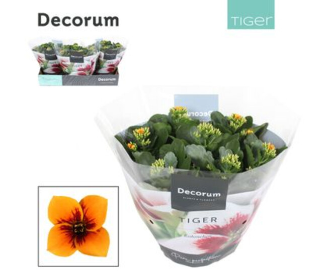 KALANCHOE TIGER ORANGE COUPE