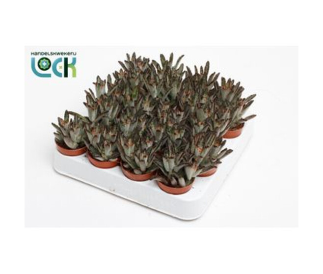 KALANCHOE TOMENTOSA