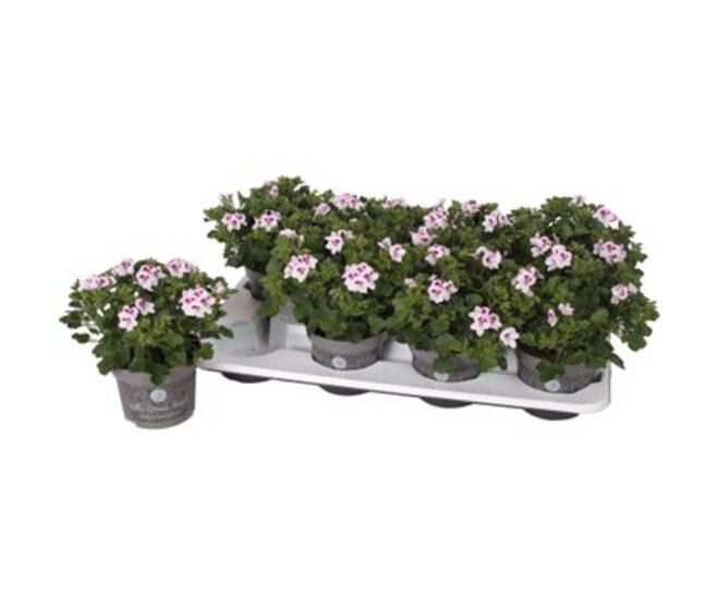 PELARGONIUM GRANDIFLORUM