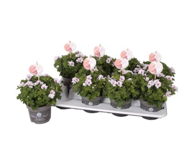 PELARGONIUM GRANDIFLORUM