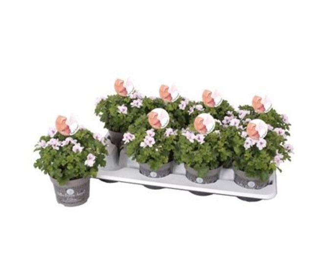 PELARGONIUM GRANDIFLORUM