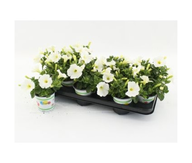 PETUNIA FAMOUS BLANC