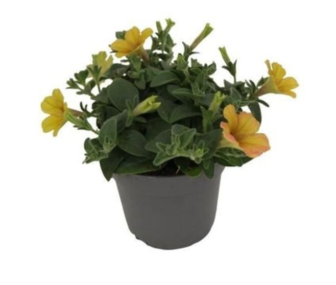 PETUNIA INDIAN SUMMER JAUNE