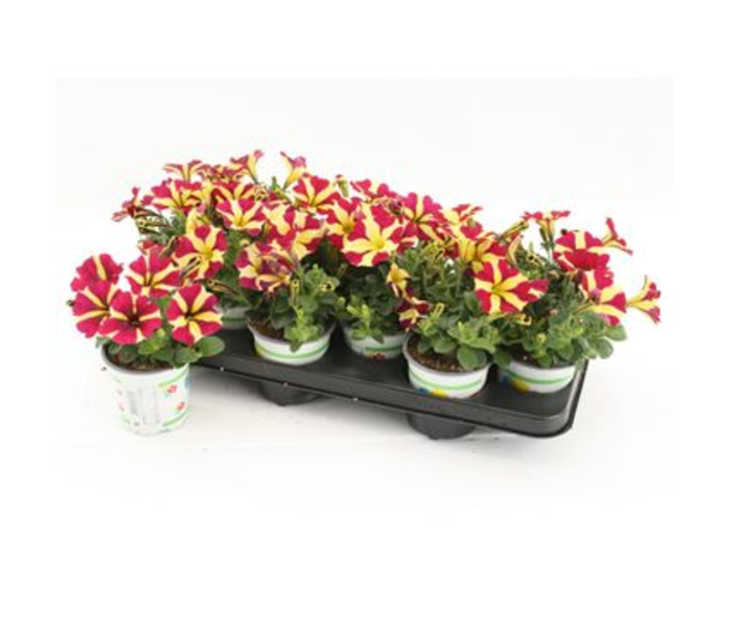 PETUNIA QUEEN OF HEARTS