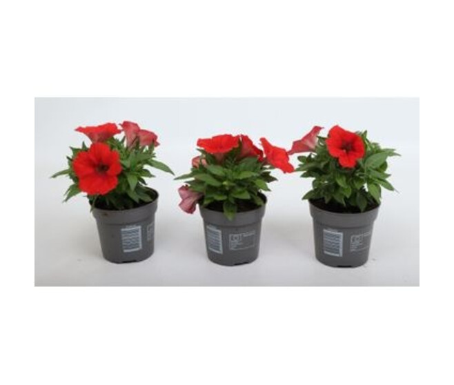 PETUNIA ROUGE