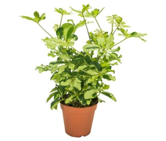 SCHEFFLERA CHARLOTTE RAMIFIE