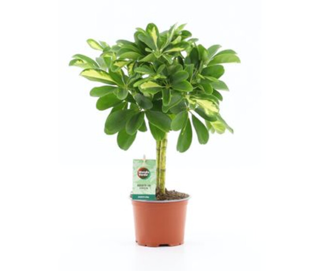 SCHEFFLERA GOLD CAPELLA TIGE