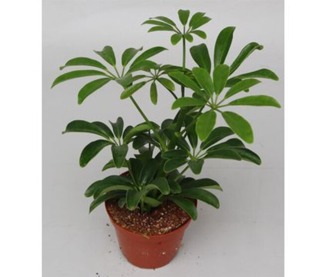 SCHEFFLERA LUSEANA