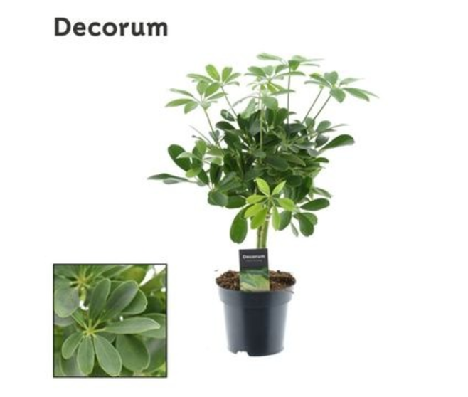 SCHEFFLERA NORA TIGE