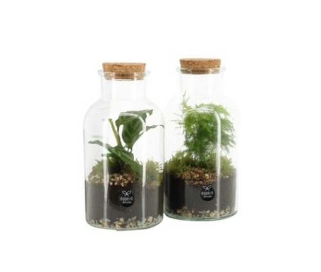 TERRARIUM PLANTE VARIEE