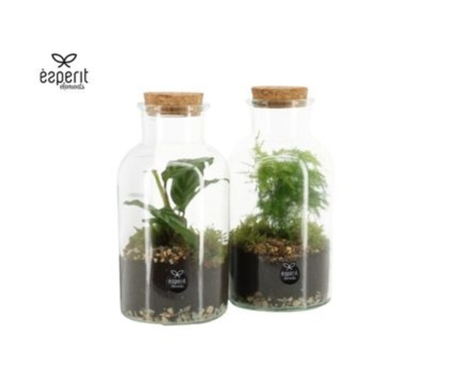 TERRARIUM PLANTE VARIEE
