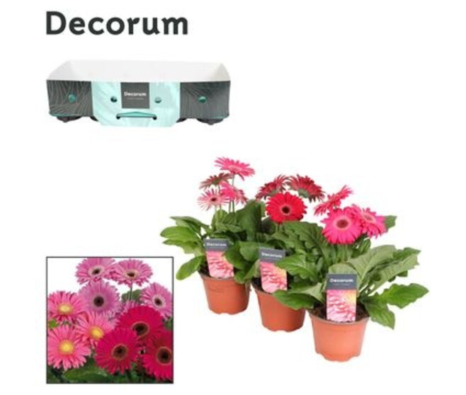 GERBERA ROSE
