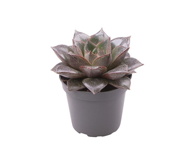 ECHEVERIA PURPUSORUM