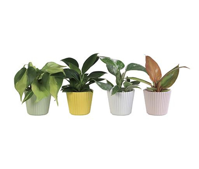 PHILODENDRON MONSTERA CERAM