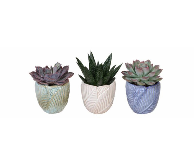 SUCCULENTE CERAM