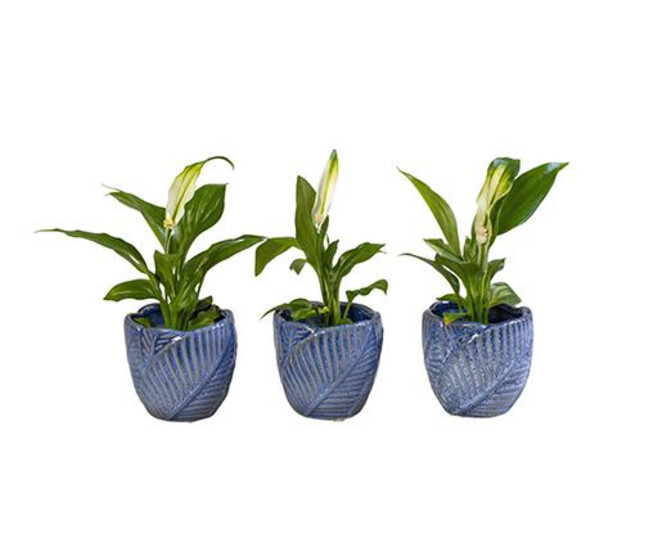 SPATHIPHYLLUM CERAM