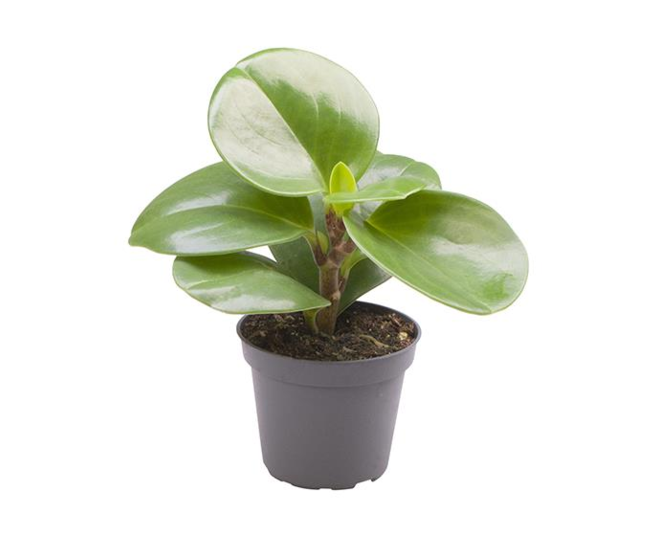 PEPEROMIA OBTUSIFOLIA GREEN
