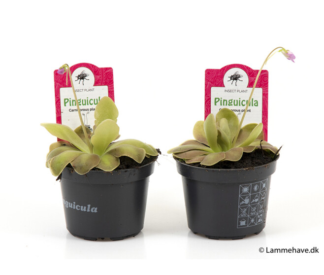 PINGUICULA WESER