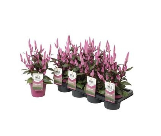 CELOSIE WILD PINK