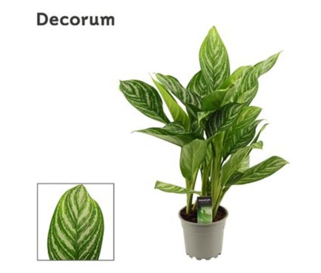 AGLAONEMA
